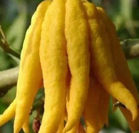 葡萄|世间这8种奇葩水果,我就吃过一种,你要是全部都吃过,就腻害了