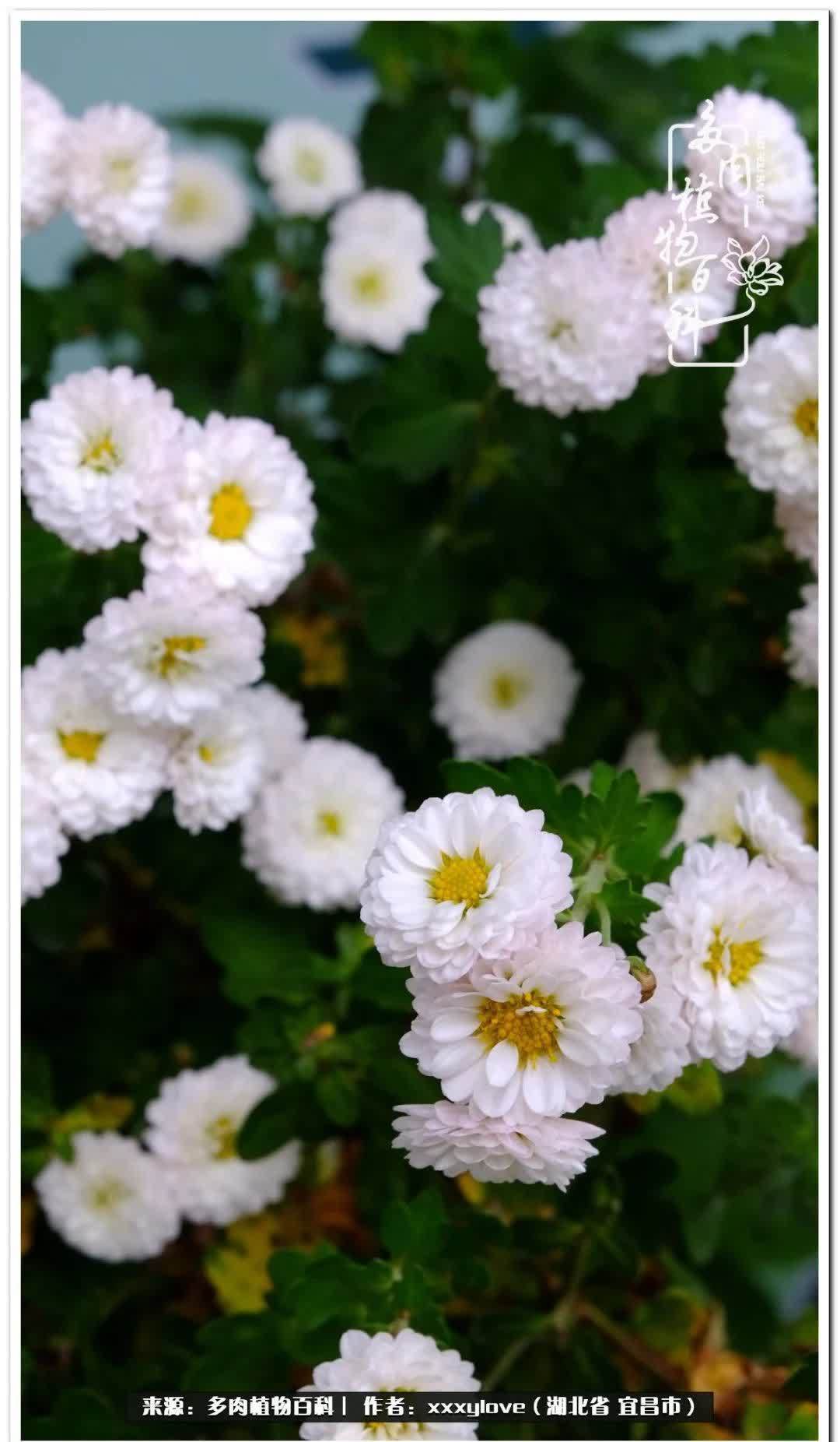 时光匆匆,一闪而逝,这世间万物的美,都值得被记录!