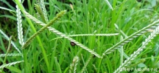 提个醒:在农村遇见此野草,记得要拔回家,有很大的用处,了解下