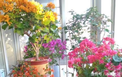 婆婆|婆婆只养“2种”花,窗台变成“花海”,“开花”上百朵