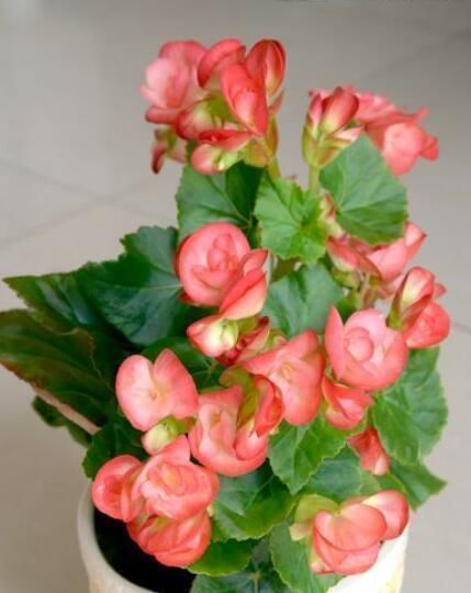 调味剂|厨房里的1种调味剂,给花喝一勺,啥花都疯长,连施肥都省了