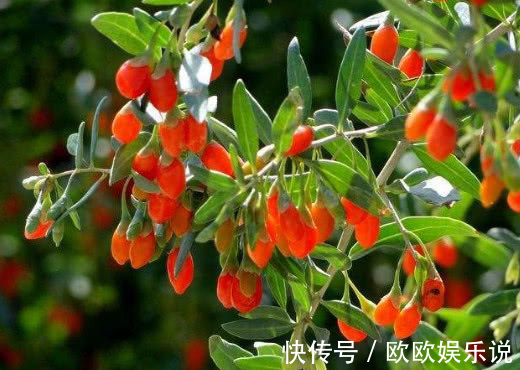 强身健体|糖尿病8年花费10万枸杞配它,每天2杯高血糖“不攻自破”