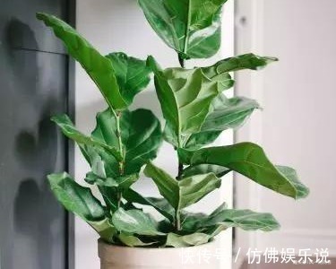 绿色植物|这三种花最不喜欢水,越是不管它越能蹭蹭长不停,一定要管住手