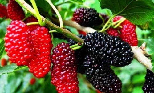 营养|女性养生，推荐三种食物，美白护肤，延缓衰老，营养又美容