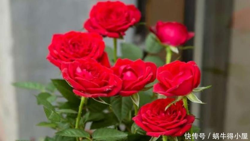 4种花养在家里,一整年都有好运气,好养活还不贵