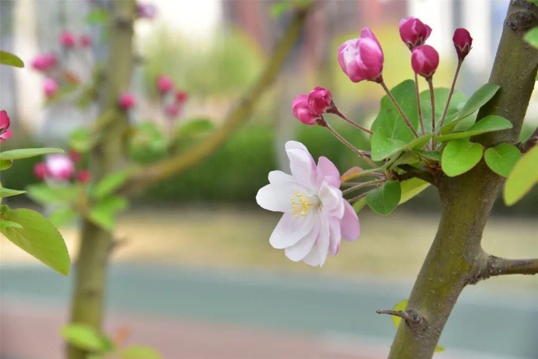 紫丁香、海棠芬芳馥郁，在昌平自行车专用路来一次观光骑行之旅吧