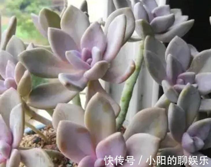 爆盆|分享6种超级好养的多肉,轻松养爆盆又漂亮,养再多都不嫌够