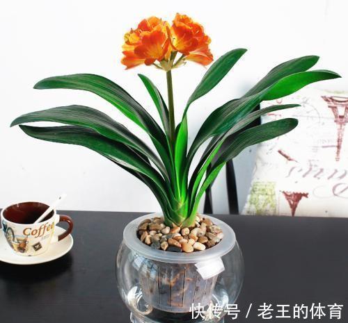 农历十月初三立冬后，养什么花？家里养3种花，金玉满堂花开富贵