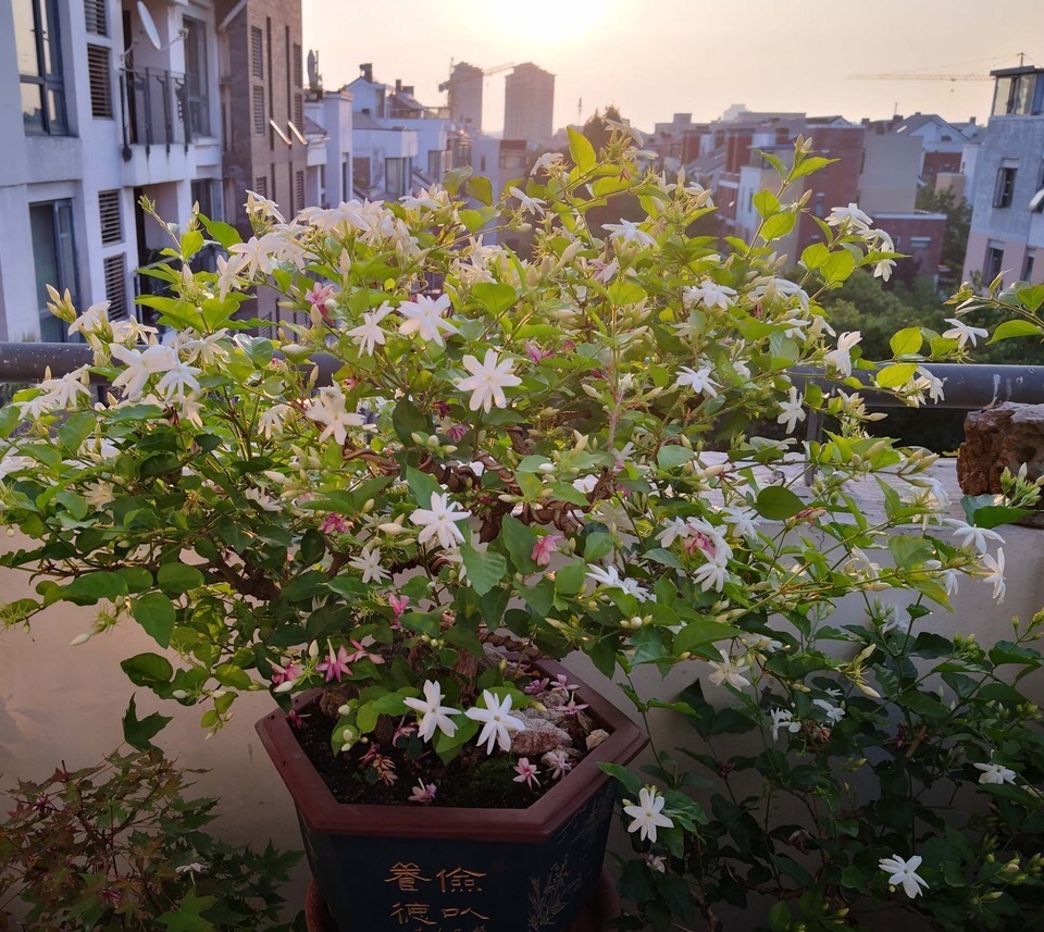 满园|茉莉花养成“老桩”,1次开花上百朵,满园花香,技巧有4个