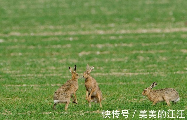 |最嚣张的野兔!蹦跶着去看狼群笑话,接下来得到了教训
