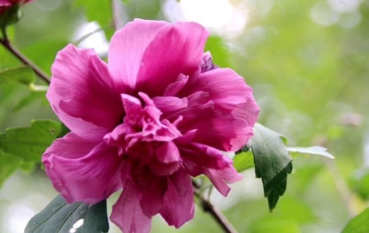 昂贵|赞美,是世上最廉价又最昂贵的奖励