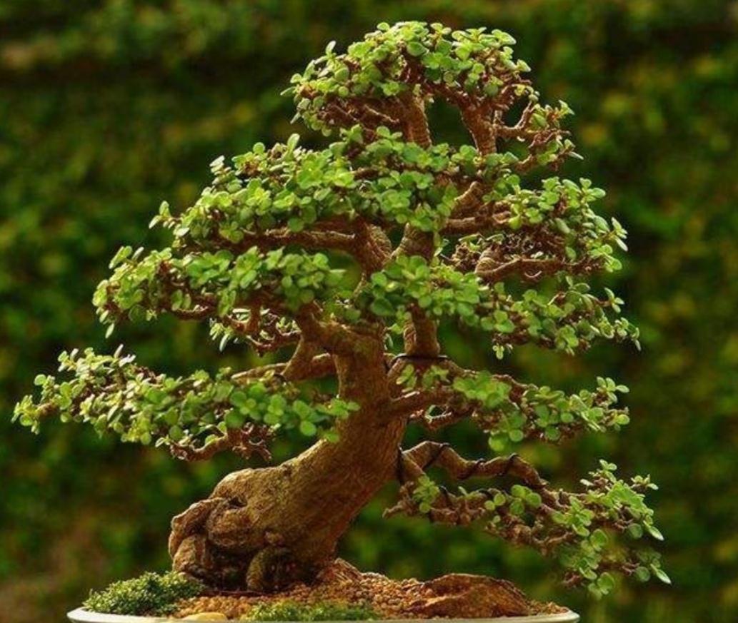 家里养4种盆景多肉,古朴厚重很有文化底蕴,关键是好养又好看