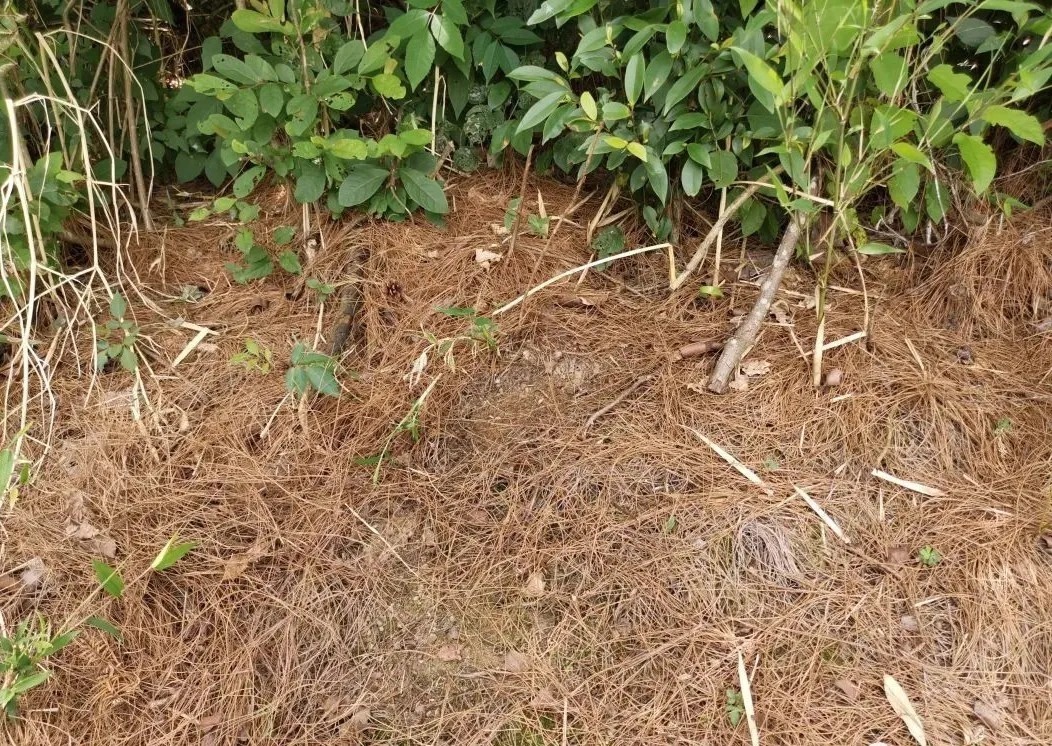 松针腐殖土养兰花,做好两件事,来年春天有好植料