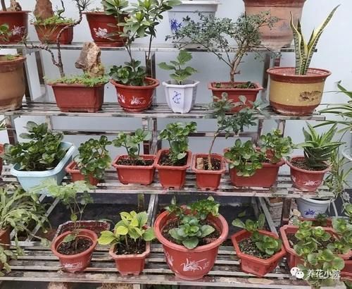 养花|花盆里容易招小虫子,用2种简单的方法,对土壤进行消毒