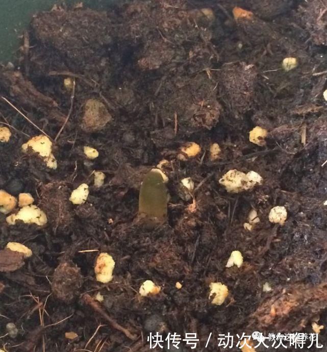 惊艳|这种球乱养都能活,丢盆里1个月开花,开花太惊艳