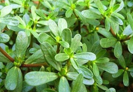 血管壁|马齿笕用白酒泡一泡,不仅白发慢慢变黑发,还白捡许多好处!