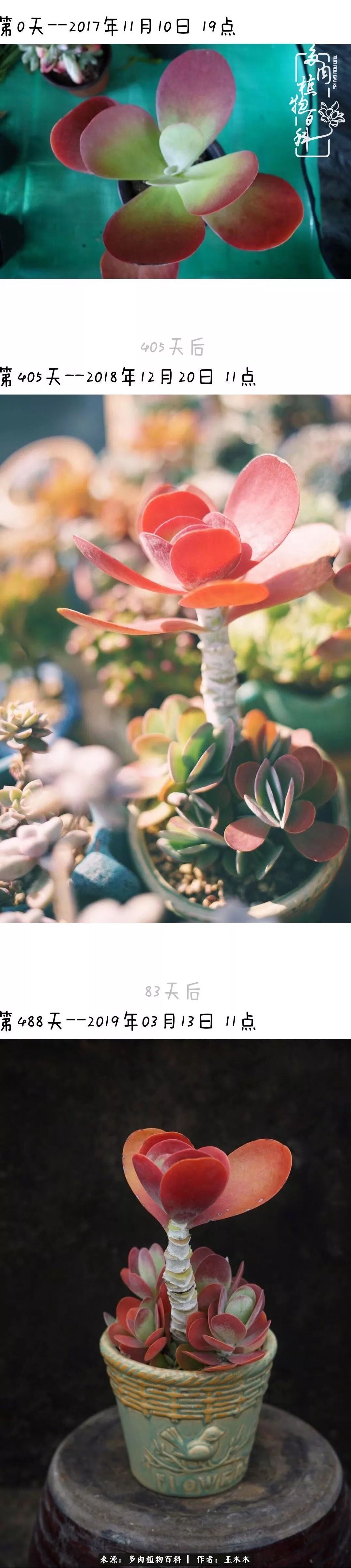 爱上多肉的第三个年头回看励志对比图,感悟岁月静好!