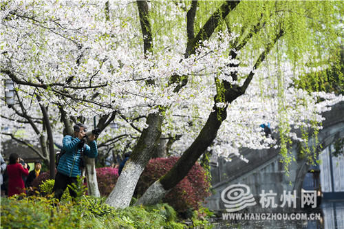 春光照杭城 樱花醉游人（组图）