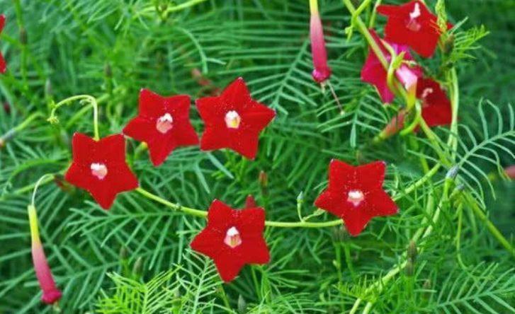 2021年就养“4种花”,旺运添喜,事业高升,新的一年好运来!