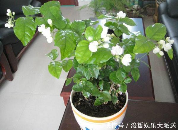 茉莉花盆|养茉莉花，盆里放几粒“小东西”，花儿怒放、芳香，一年开花不断