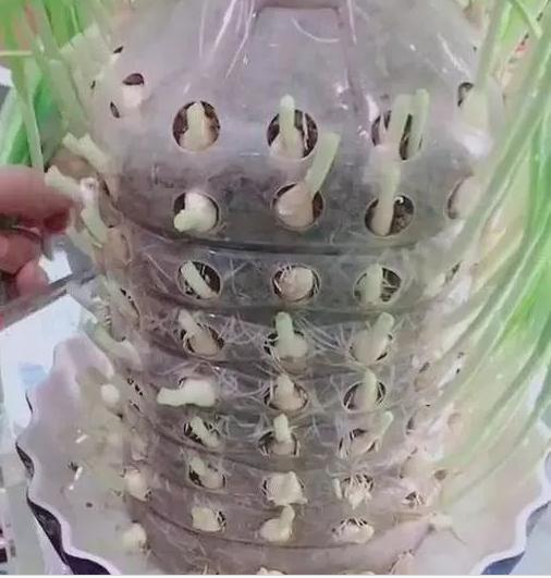 适合阳台种的“2种菜”,空油桶剪1刀,装土栽好,1个夏季有菜