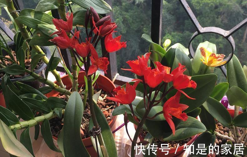 羊粪|有1种农家肥,含氮多,适合养花,腐熟后盆栽啥植物都用得上