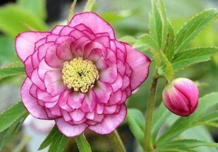 几款适合新手养殖的花草,不怕热不怕冷,不管反而长得旺