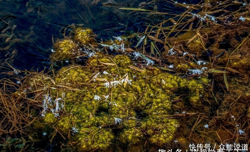 冰花|冬至：洹河“遇横而入”处，冰花寂寞开，初冬精灵待客来！