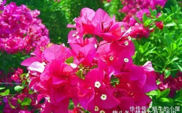 养分|三角梅迟迟不开花，这种浇花水“喷一喷”，红艳艳的花苞长满枝