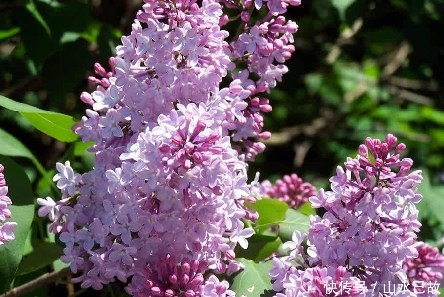 香水|植物界的“移动香薰机”，味道太美妙了，值得拥有