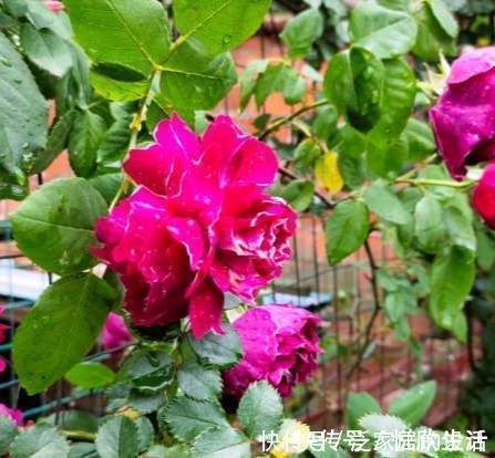 月季如何养爆盆?教你养护小妙招,爆花不断,花开娇艳欲滴