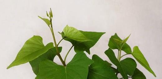 它被称为蔬菜皇后，又被称为长寿菜！阳台种菜就选它，不要错过！