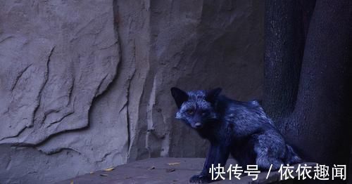 阅微草堂笔记@家丁夜晚赶路,射死拜月狐狸,意外牵出两人前世的恩怨