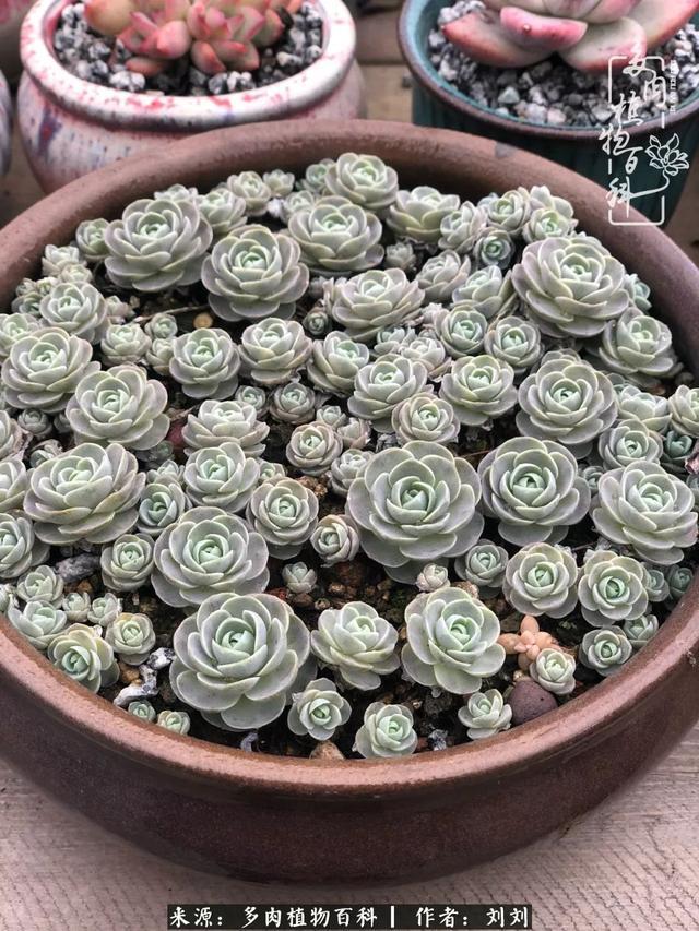 爱多肉,爱生活,我们是一群快乐的养肉人!