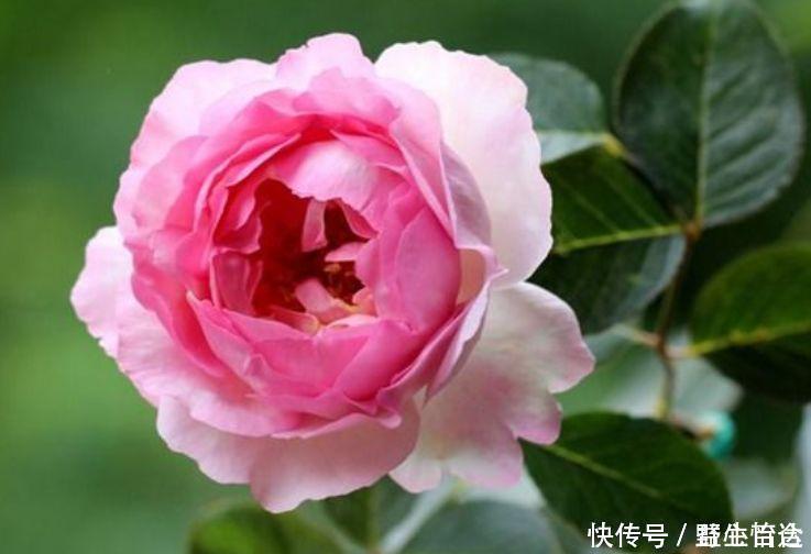 香妃|一养就上瘾的几种花,婀娜多姿,绚丽多彩,美到让人窒息!