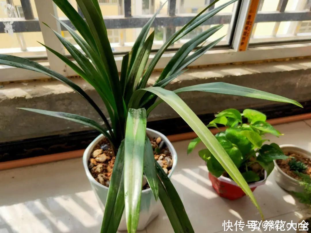 月季|养花“黑名单”实在太难养，心累
