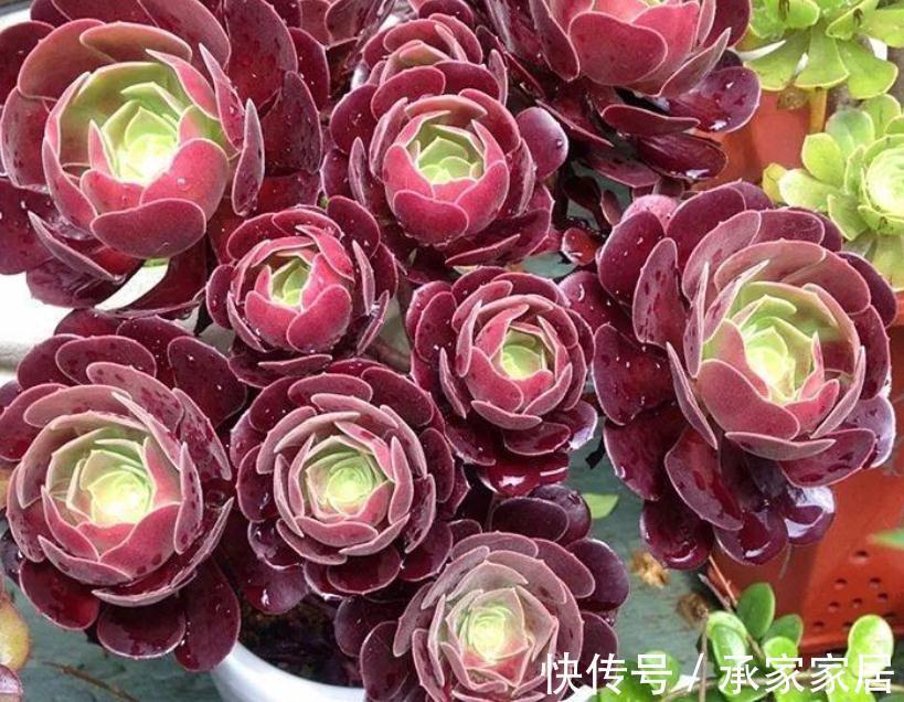 火红色|养多肉别随意，选这3款，养2年成老桩，身价倍增，赚大了