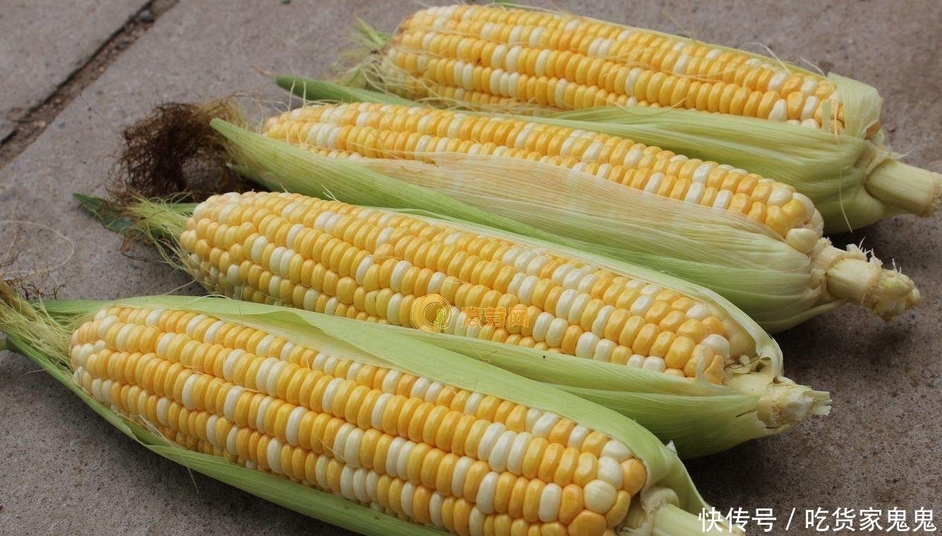 本地玉米|玉米如何储存是先煮后冻，还是先冻后煮，做对了，玉米鲜甜如初