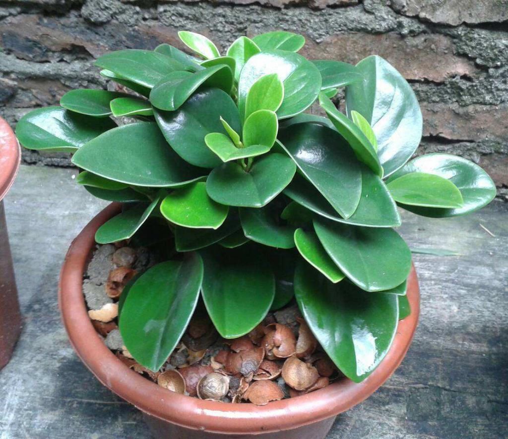 花盆|这3种植物,只要养过花的人都种过,你知道它们的生长特点吗?