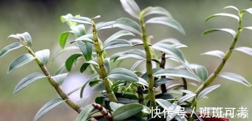 荷兰菜|农村这种“救命仙草”，现在有钱都买不到，它的稀罕程度也是可想而知的了