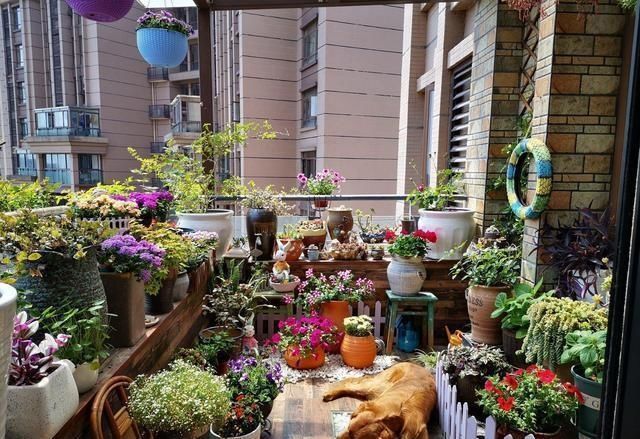 玛格丽特|开花易爆盆的6种花,再忙也要养一盆,美翻你的阳台