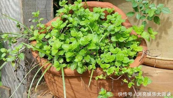 薄荷|如何把薄荷养到爆盆,几分钟就可以学会,再也没有蚊虫的叮咬