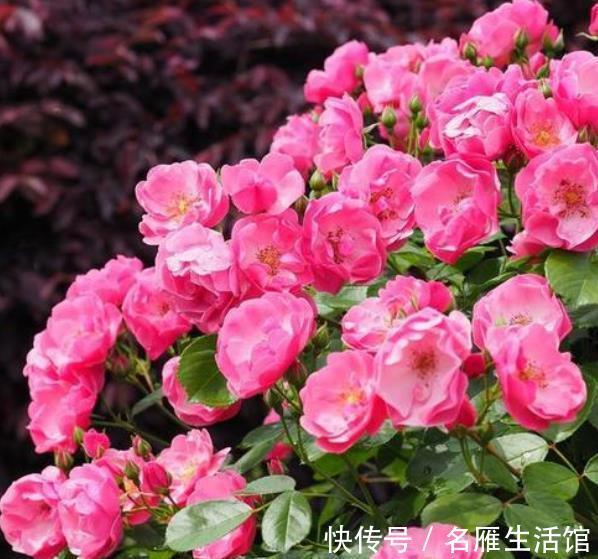 月季|月季花开花越来越少?4个动作催一催,枝繁叶茂,开出层叠群花