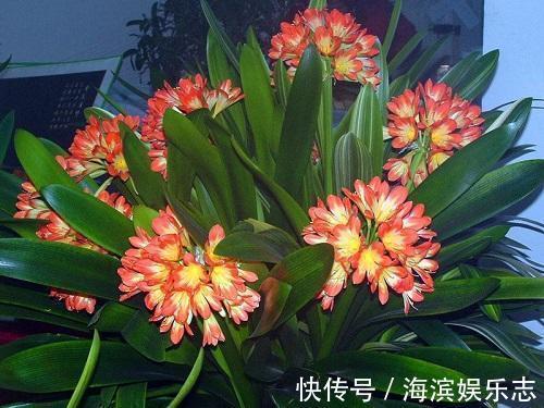 君子兰怎么养得好这3个坏习惯先改掉，不然不开花长得慢