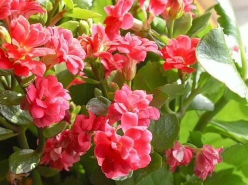 年底了，给家人推荐4种花，好看而且寓意好