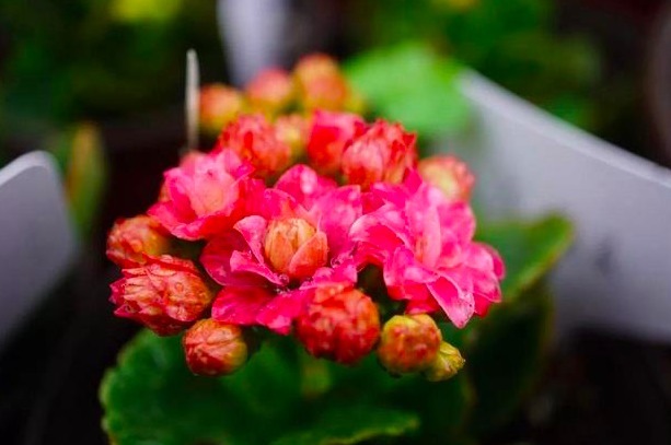 想要长寿花开花满枝头,做好几点养护很重要,花开一茬接一茬