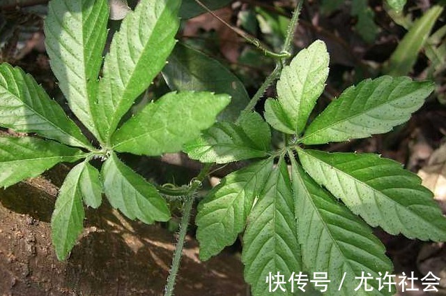人参|水沟旁的一野草,竟被称为“南方人参”,得三高的不用多吃药了