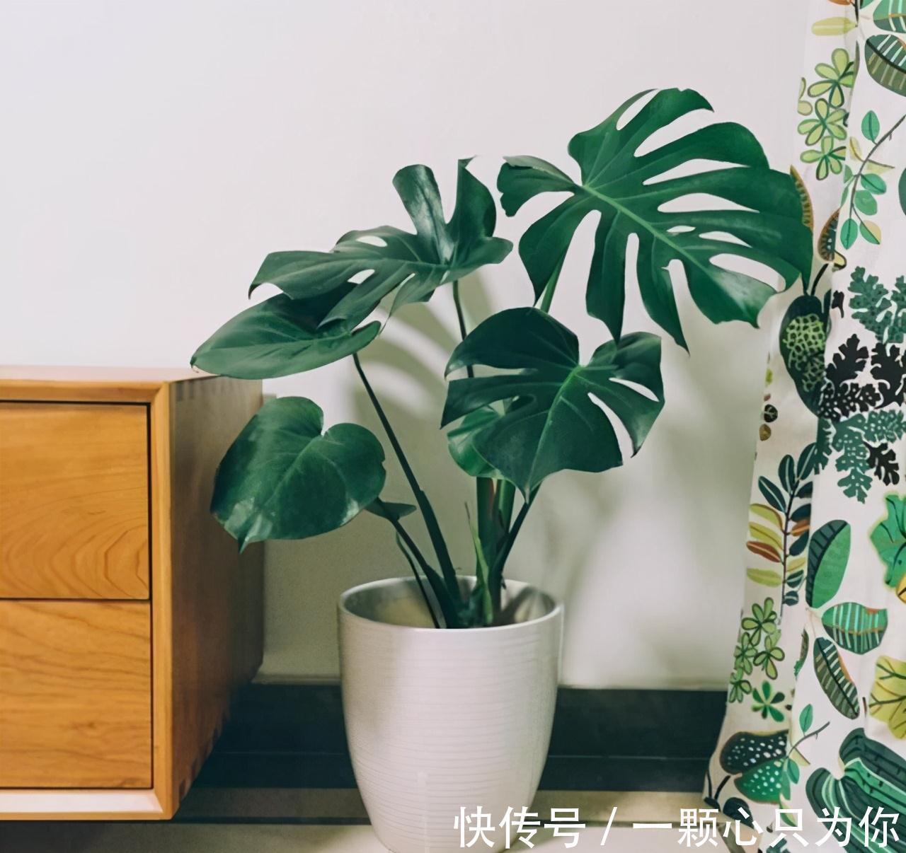 这3种花,虽然价格贵,但是养上几盆,身体健康又强壮