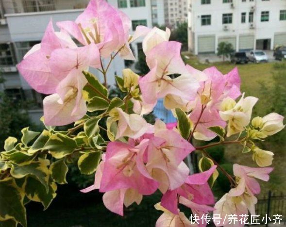 条件|三角梅只需要见光控水就开花？错！还要有2个前置条件