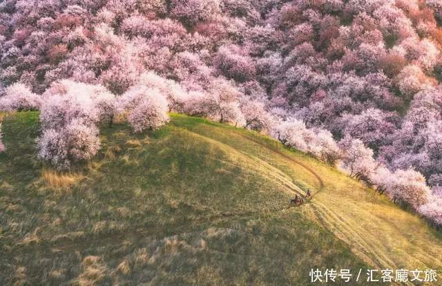 老年|在新疆伊犁杏花香雪里，等待杏花微雨中遇见你，从此一眼千年